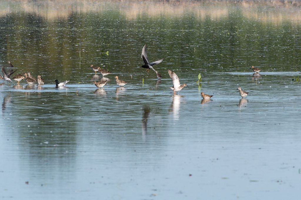 Osservazioni 2017, 2: Mignattino alibianche (Chlidonias leucopterus)